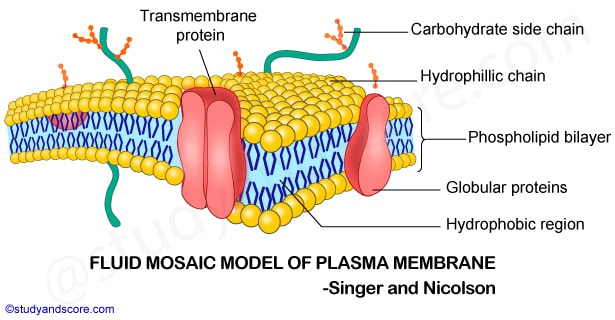 plasma membrane, molecular models of plasma membrane, sandwich mnodel of plasma membrane, trilamellar modelof plasma membrane, unit membrane of plasma membrane, fluid mosaic model of plasma membrane